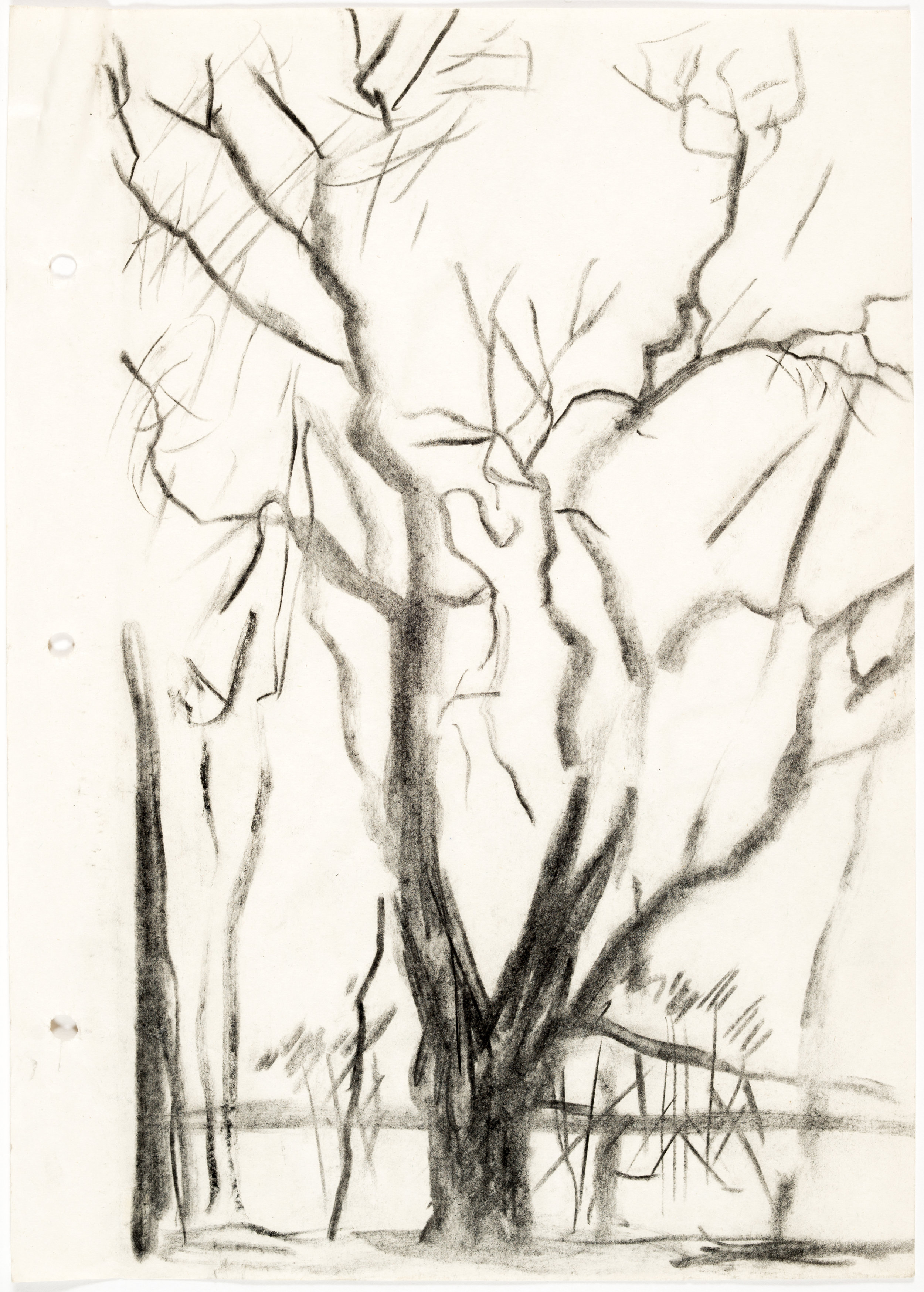 Андрей Красулин — дерево